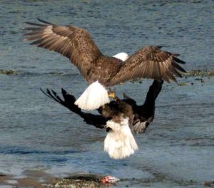 Florida Bald Eagles in Sewer